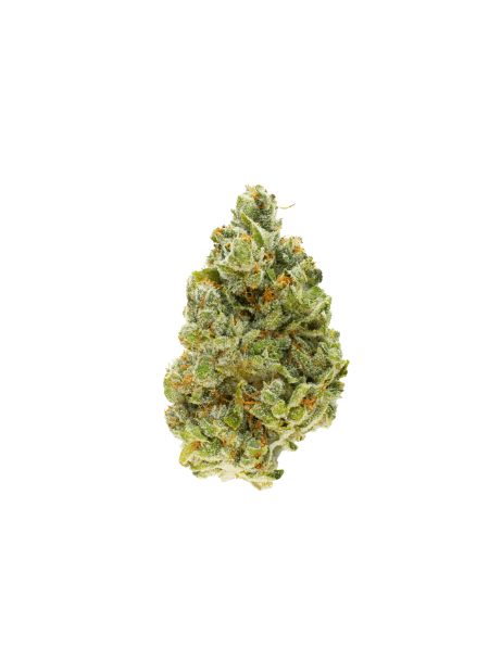 420 evolution 27/1 CA RZY Red Rozay