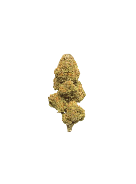slouu 27/1 CBC Citron Biker Cookies